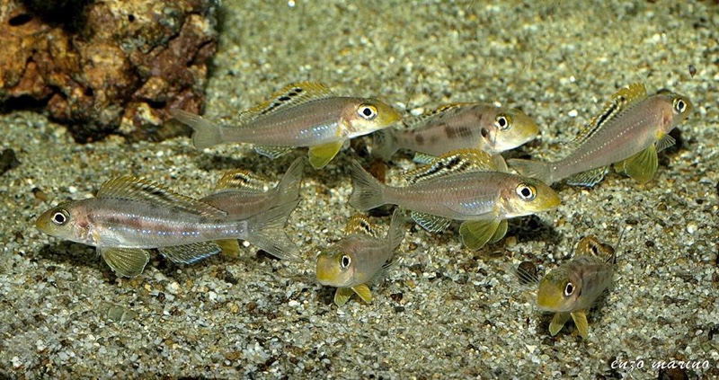 Xenotilapia sp. 'papilio sunflower' Isanga Bay